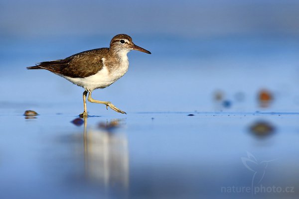 Jespák skvrnitý (Calidris melanotos), Jespák skvrnitý (Calidris melanotos), Pectoral Sandpiper, Autor: Ondřej Prosický | NaturePhoto.cz, Model: Canon EOS-1D Mark III, Objektiv: Canon EF 400mm f/5.6 L USM, Ohnisková vzdálenost (EQ35mm): 520 mm, stativ Gitzo 1227 LVL + 1377M, Clona: 6.3, Doba expozice: 1/800 s, ISO: 160, Kompenzace expozice: +1/3, Blesk: Ne, Vytvořeno: 22. února 2008 6:55:17, pobřeží Pacifiku v Dominical (Kostarika)